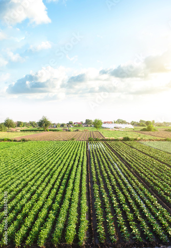 Plantation landscape of green potato bushes. Agroindustry and agribusiness. European organic farming. Growing food on the farm. Growing care and harvesting. Beautiful countryside farmland. Aerial view