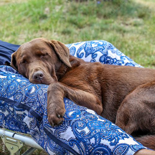 Labrador ausruhen photo