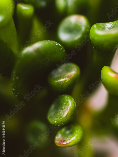 Close up of a succulent