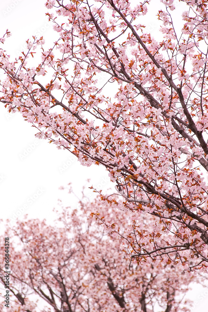 花、植物、さくら、桜、自然、日本、満開、春、咲く、ピンク、樹木	