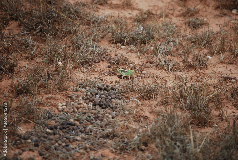 Lime Green Migratory Locust in Spain Lime Green Migratory Locust in Spain