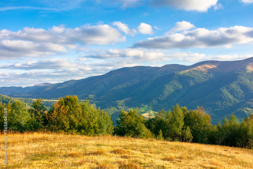 autumn landscape in evening light. trees and grass on the hillsside meadow. rural valley and mountain ridge in the distance beneath a blue sky with clouds autumn landscape in evening light. trees and grass on the hillsside meadow. rural valley and mountain ridge in the distance beneath a blue sky with clouds