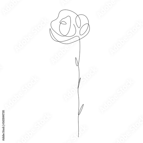 Rose flower on white background. Vector illustration