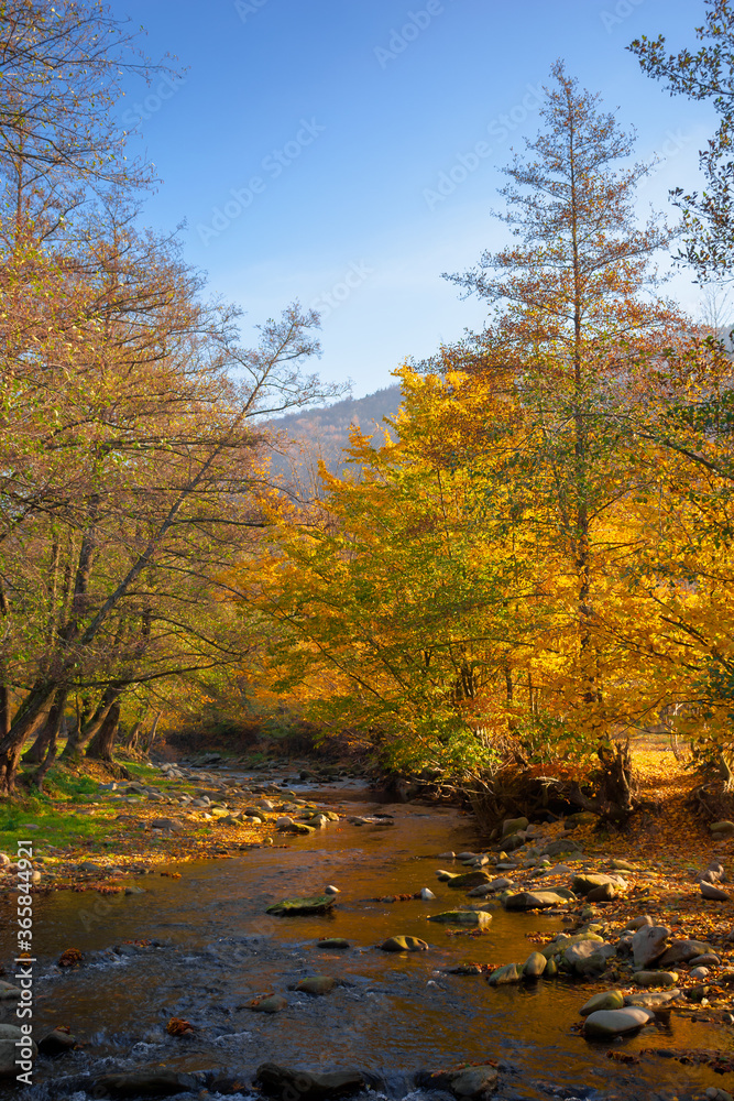 river in the forest. water stream among the stones. yellow foliage in morning light. beautiful scenery in mountainous landscape
