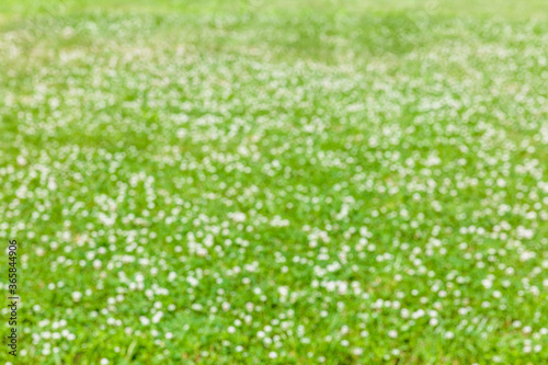 Bright green field with white clover flowers in defocus, background pattern. Summer concept. Concept of park, garden and forest. Nature concept. Beautiful background for the designer. Blur effect.