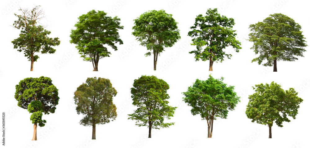 isolated tree green set is located on a white background.Collection of isolated tree green on white background Tropical tree isolated tree green set is located on a white background.Collection of isolated tree green on white background Tropical tree