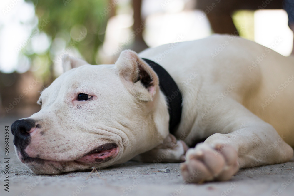 dogo argentino portrait in the forest dogo argentino portrait in the forest