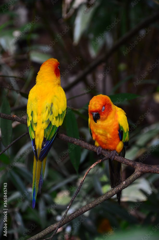 Obraz premium Parrot