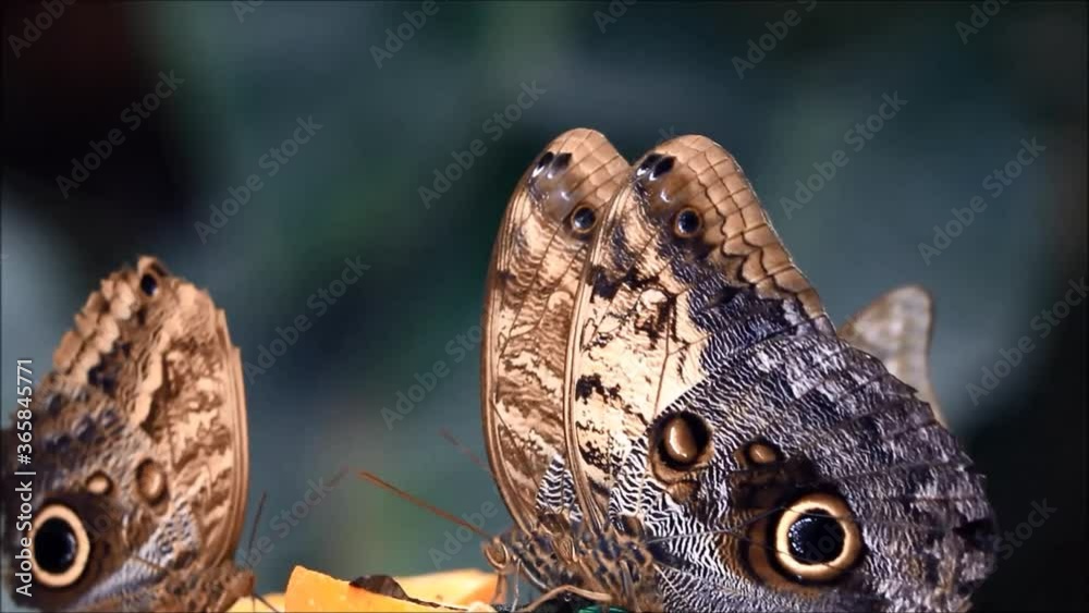 blue Morpho Butterfly close up
blue Morpho Butterfly close up