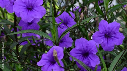 Purple ruellia flower in garden