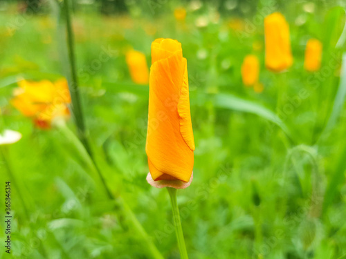 California gold poppy also California sunlight (in german Kalifornischer Mohn also Gottesaugen) Eschscholzia californica photo