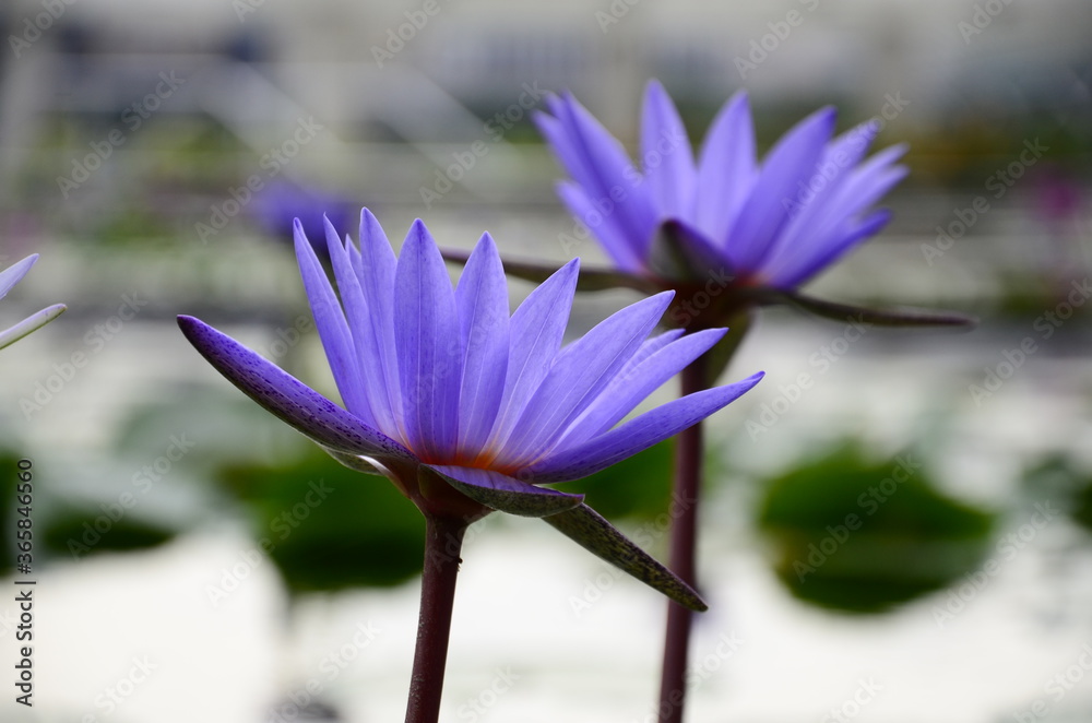 Purple Flower Purple Flower