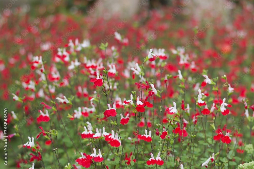 Summer floral background with red and white hardy salvia flowers and foliage