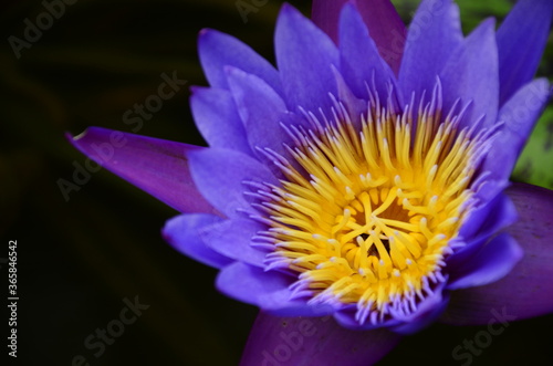 purple and yellow flower