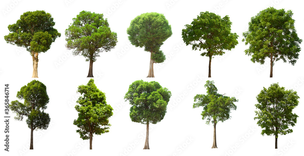 isolated tree green set is located on a white background.Collection of isolated tree green on white background Tropical tree isolated tree green set is located on a white background.Collection of isolated tree green on white background Tropical tree