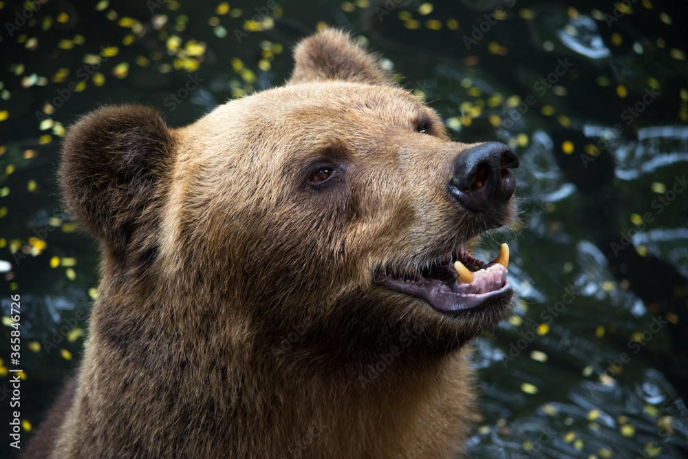 Obraz premium The great brown bear