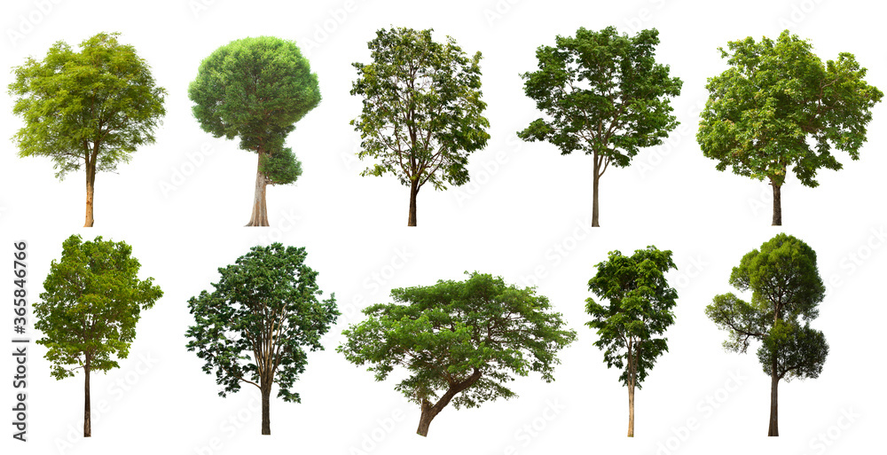 isolated tree green set is located on a white background.Collection of isolated tree green on white background Tropical tree