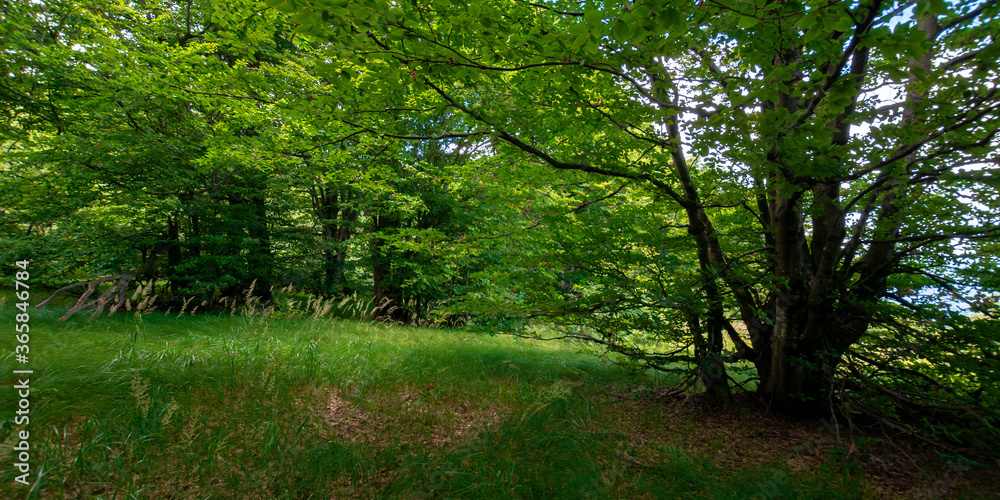 green beech forest in summer. wonderful nature background. lush foliage. glade in the shade of trees green beech forest in summer. wonderful nature background. lush foliage. glade in the shade of trees