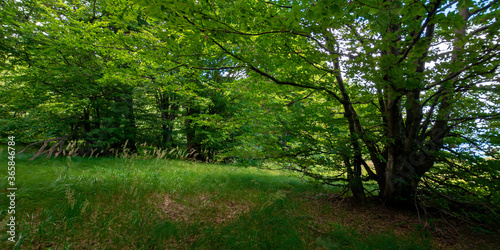 green beech forest in summer. wonderful nature background. lush foliage. glade in the shade of trees
