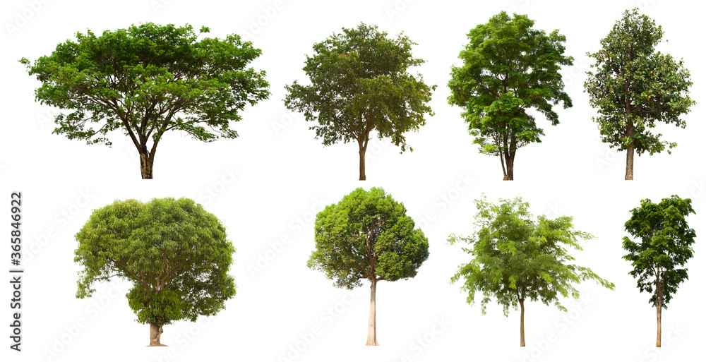 isolated tree green set is located on a white background.Collection of isolated tree green on white background Tropical tree isolated tree green set is located on a white background.Collection of isolated tree green on white background Tropical tree