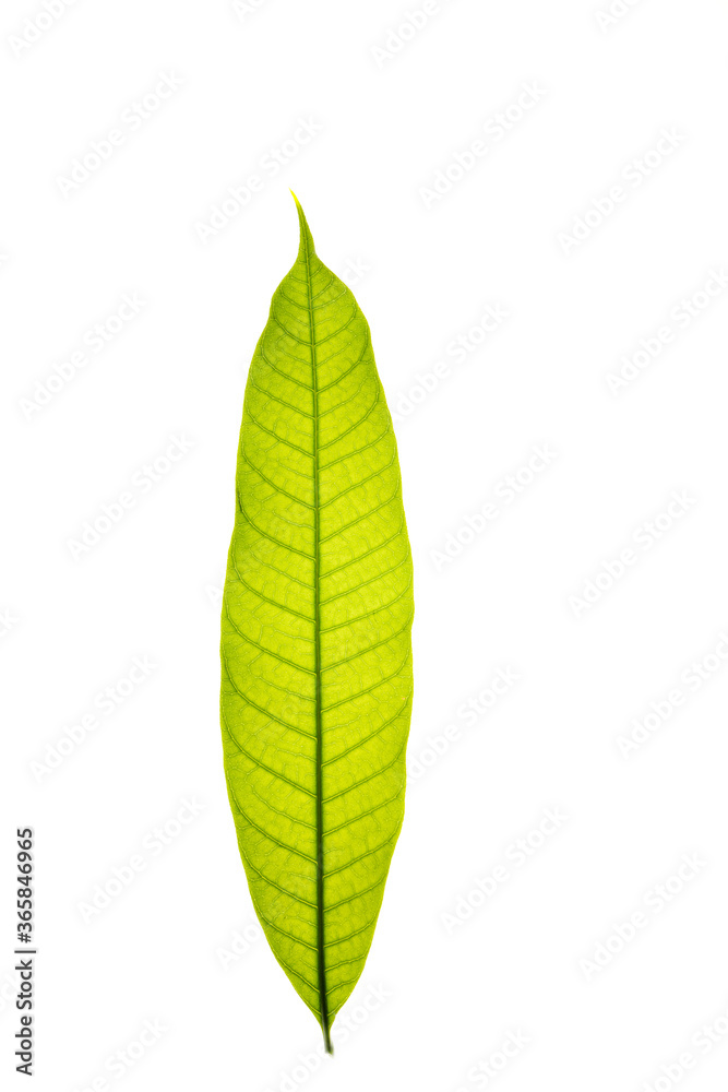 Obraz premium mango leaves on a white background