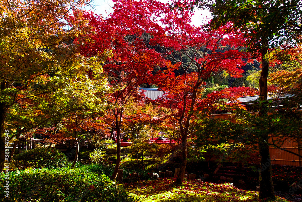 Naklejka premium Eikando ( 永観堂 ) Zenrin-ji Temple in Kyoto. Red, orange, yellow, and green leaves. Kyoto, Japan, November 11, 2017