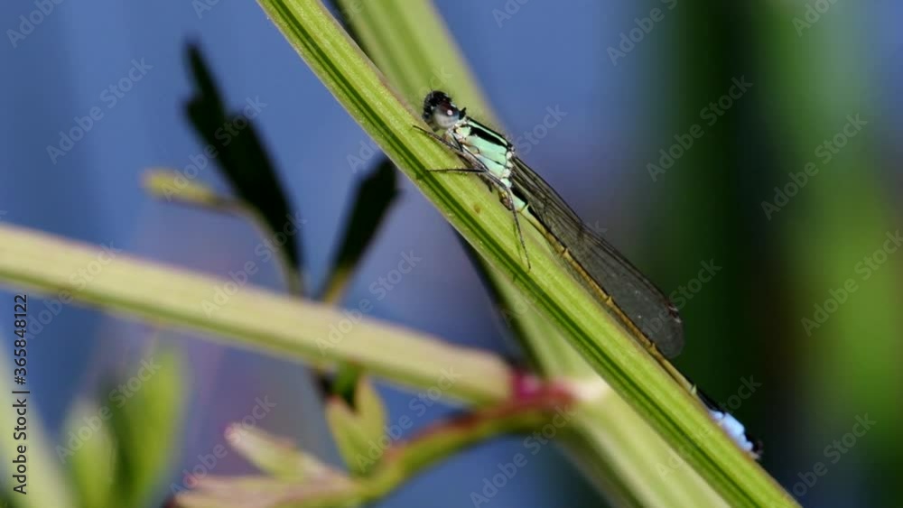 Portrait of Blue-tailed Damselfly. Their Latin name are Ischnura elegans. Portrait of Blue-tailed Damselfly. Their Latin name are Ischnura elegans.