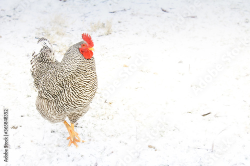 One Barred Plymouth Rock Rooster in Snow