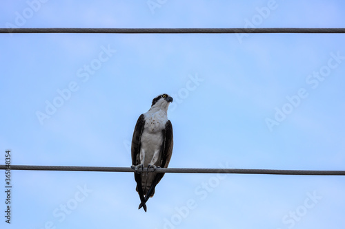 Western Osprey looking out for prey while perched on electricity cables in Baja California, Mexico. Wildlife bird photographyf © Aleksandra