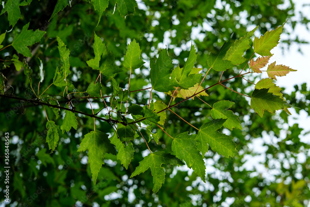 A maple branch with small green leaves that shine through in the sun against the sky. A maple branch with small green leaves that shine through in the sun against the sky.