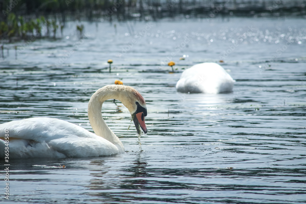 Fototapeta Mute Swan Eating on Still Lake