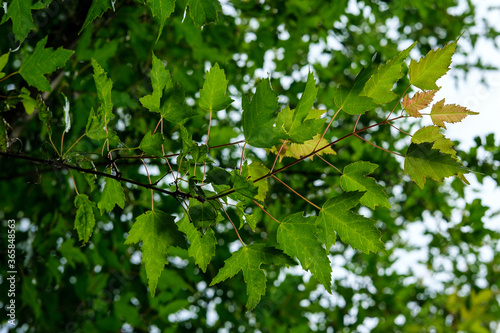 A maple branch with small green leaves that shine through in the sun against the sky.
