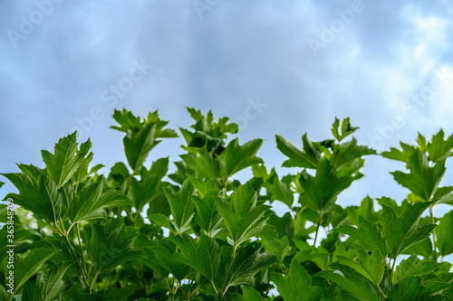 Many green viburnum leaves against the background of the sky and clouds, tending upward.