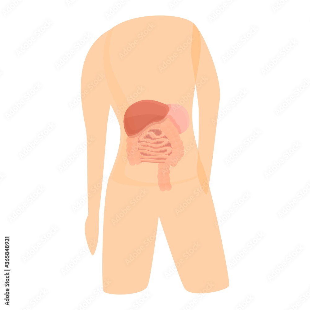 Healthy digestion system icon. Cartoon of healthy digestion system vector icon for web design isolated on white background