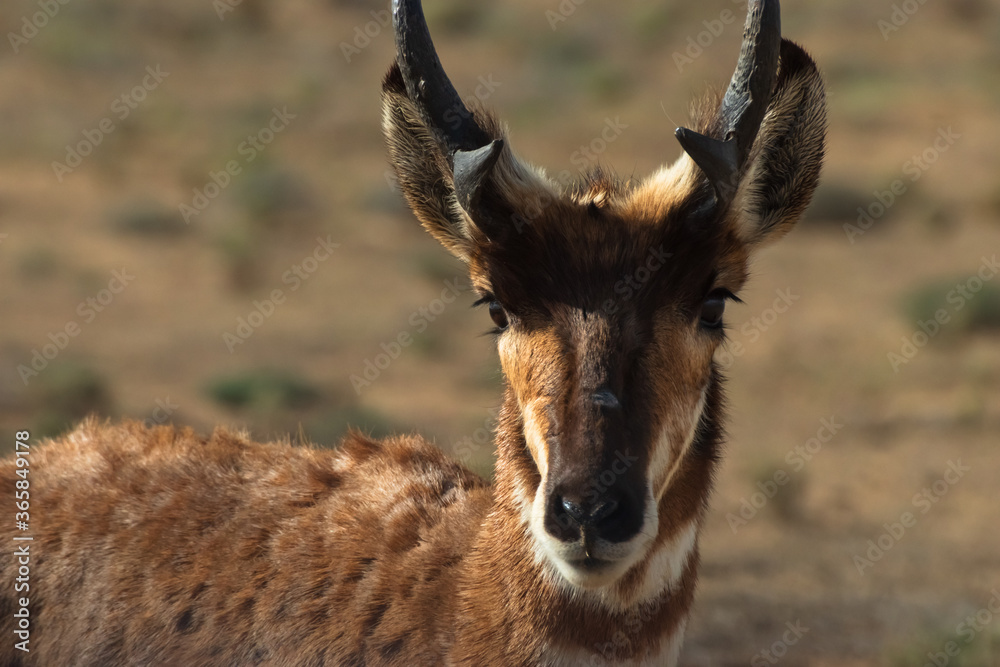 Pronghorn antelope close-up portrait in an animal sanctuary in Guerrero Negro, Mexico. Wildlife photography Pronghorn antelope close-up portrait in an animal sanctuary in Guerrero Negro, Mexico. Wildlife photography