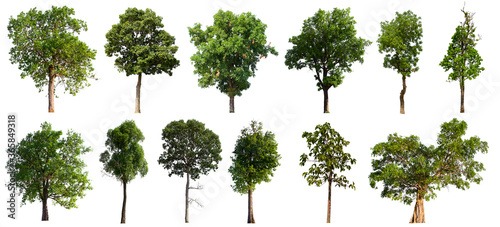 isolated tree green set is located on a white background.Collection of isolated tree green on white background Tropical tree © Warut