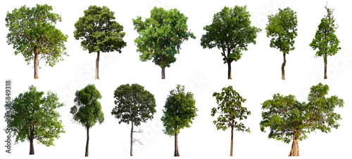 isolated tree green set is located on a white background.Collection of isolated tree green on white background Tropical tree