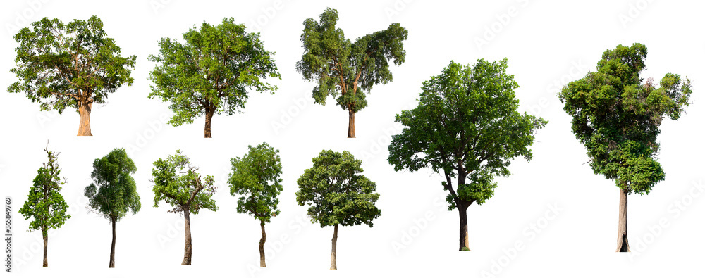 isolated tree green set is located on a white background.Collection of isolated tree green on white background Tropical tree isolated tree green set is located on a white background.Collection of isolated tree green on white background Tropical tree