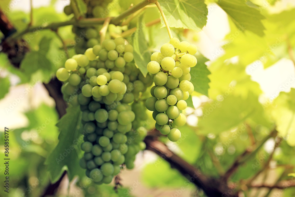 Weinrebe, Vitis vinifera, Weintraube Weinrebe, Vitis vinifera, Weintraube