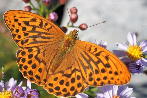 High angle view of a fritillary butterfly  © Simon