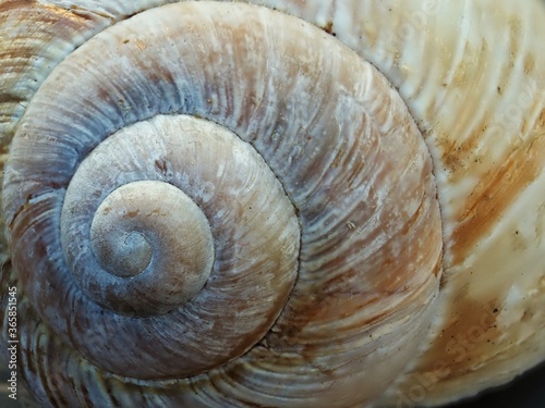 close up of a shell