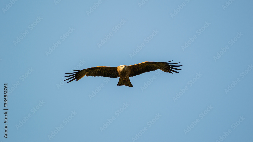 Black kite (Milvus migrans) flying in a blue sky Black kite (Milvus migrans) flying in a blue sky