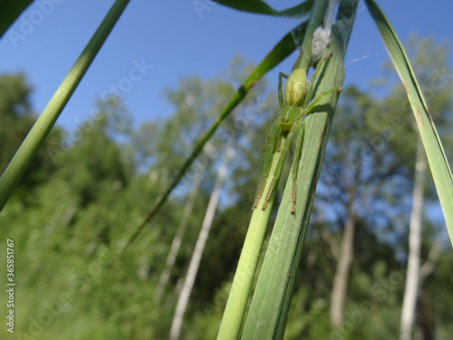 Green huntsman spider (Micrommata virescens) on a grass.