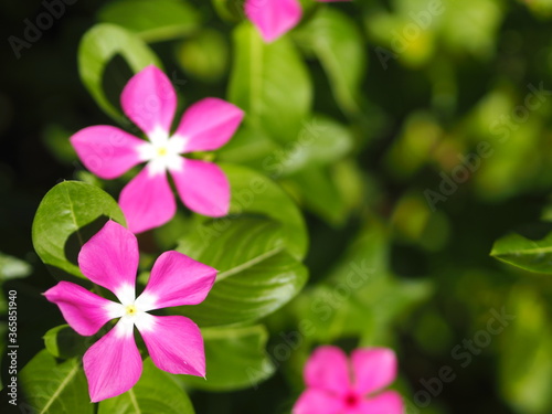 Cayenne Jasmine  Periwinkle  Catharanthus rosea  Madagascar Periwinkle  Vinca  Apocynaceae name flower white and pink color springtime in garden on blurred of nature background