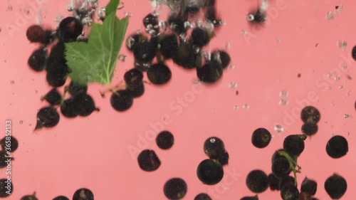 Slow motion. Falling black currant into the water. Floating berry underwater.