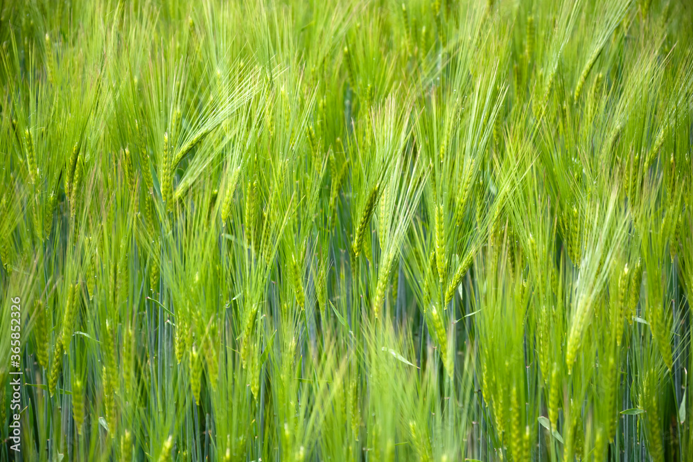 Detail of a field of grain with many plants