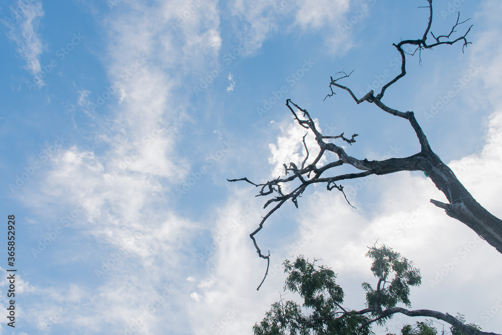 The dry tree has a backdrop to the sky but the tree has green leaves. The dry tree has a backdrop to the sky but the tree has green leaves.