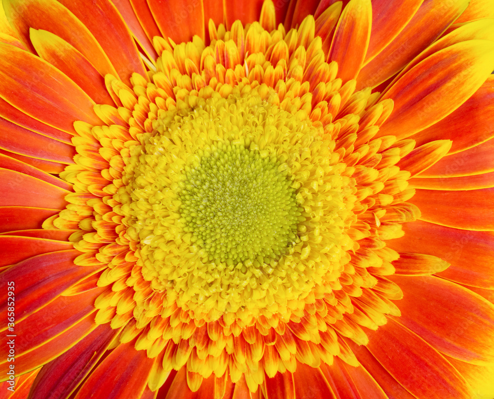 Orange gerbera flower close-up, beautiful flower background