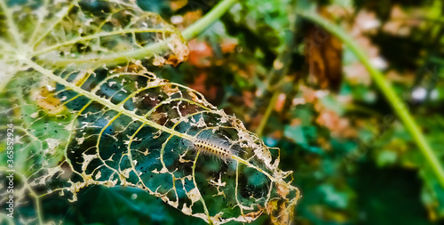 Wallpaper Mural Green plant leaf Torontodigital.ca