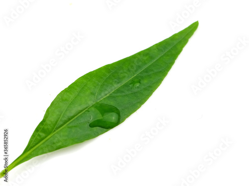 Herbs, andrographis paniculata, green leaves, isolated on a white background. Properties kill virus
